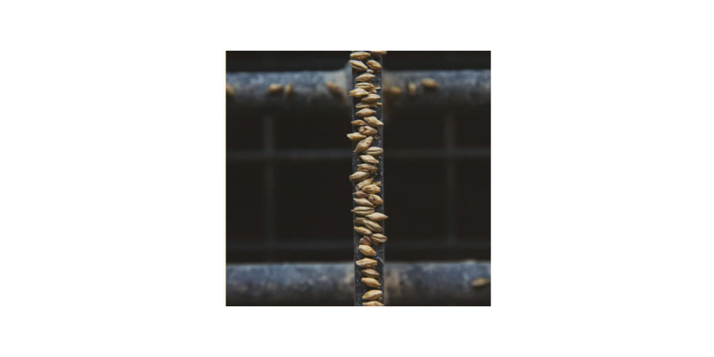 malted and unmalted barley single